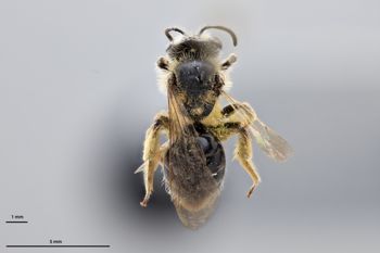 Media type: image;   Entomology 609600 Aspect: habitus dorsal view